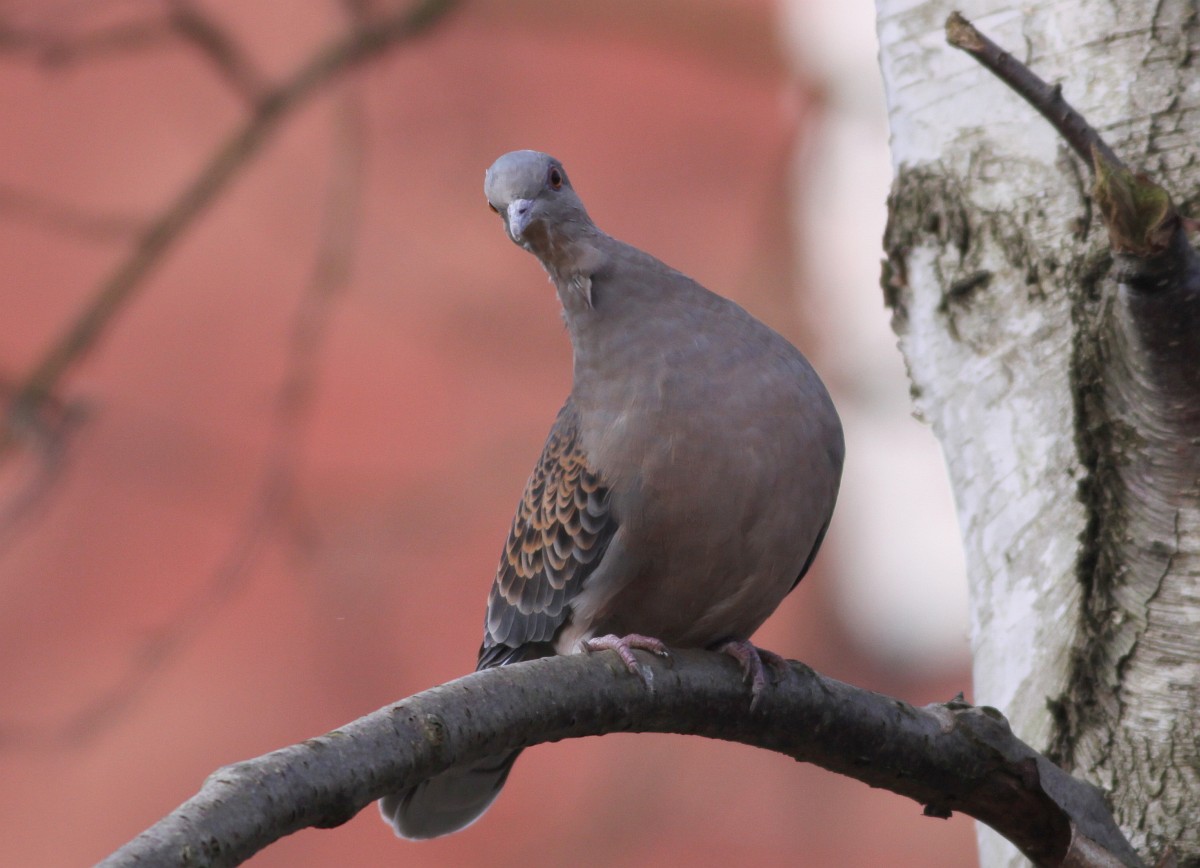 Streptopelia orientalis, Oriental Turtle Dove